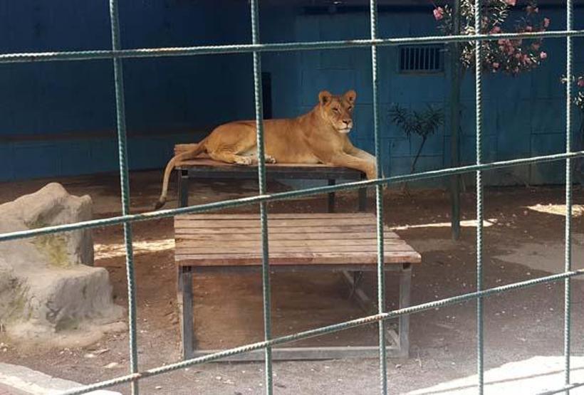 Selfie için kafese giren aileye saldıran aslan, çocuğun saçlı derisini kopardı