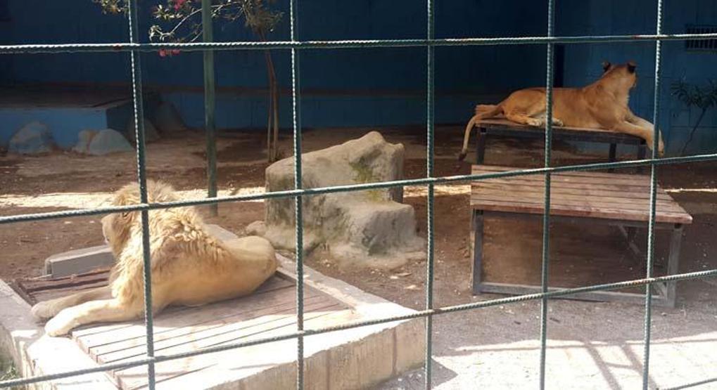 Selfie için kafese giren aileye saldıran aslan, çocuğun saçlı derisini kopardı