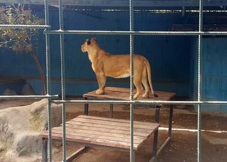 Selfie için kafese giren aileye saldıran aslan, çocuğun saçlı derisini kopardı