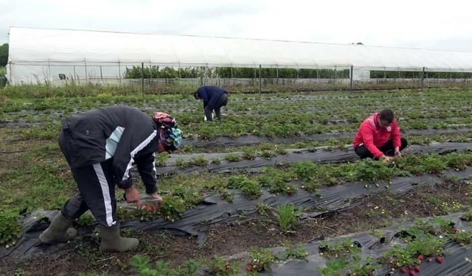 Bu çilek hem daha aromatik hem de daha uzun ömürlü
