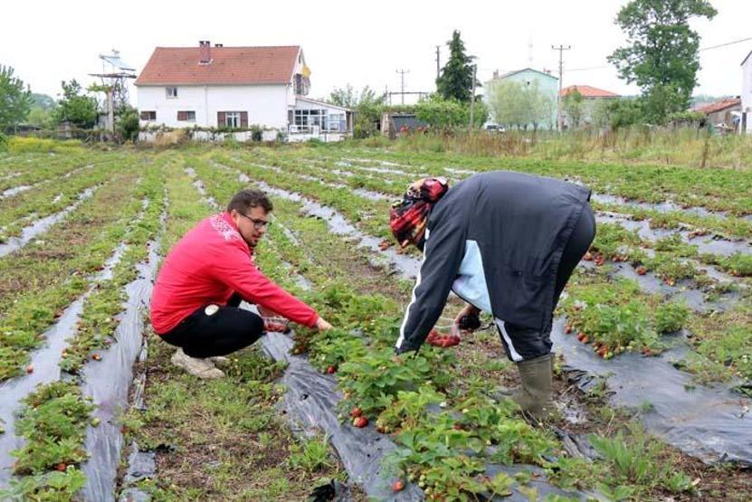 Bu çilek hem daha aromatik hem de daha uzun ömürlü