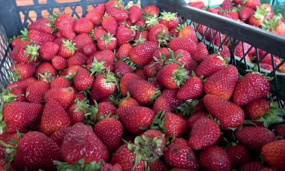 Bu çilek hem daha aromatik hem de daha uzun ömürlü