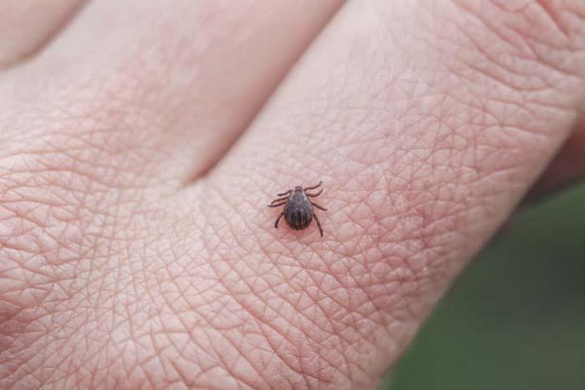 Havalar ısındı kene kabusu başladı Uzman isim Nisan ve Ekim ayları arasına dikkat çekti, önemli uyarılarda bulundu