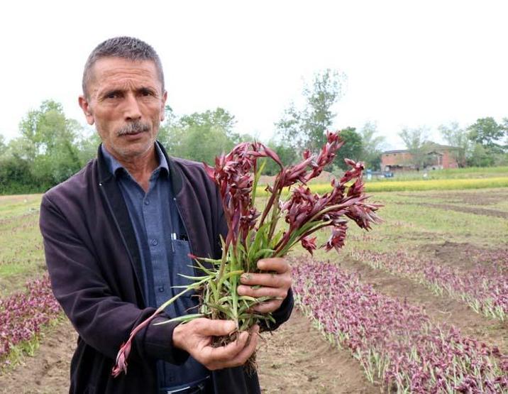 Özel izinle üretilen bitkiler tıpta kullanılıyor