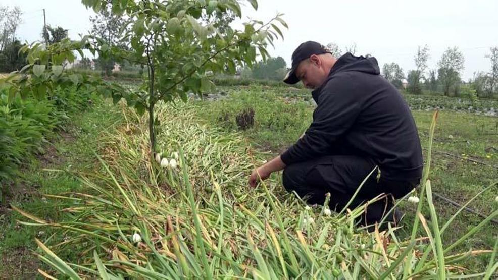 Özel izinle üretilen bitkiler tıpta kullanılıyor
