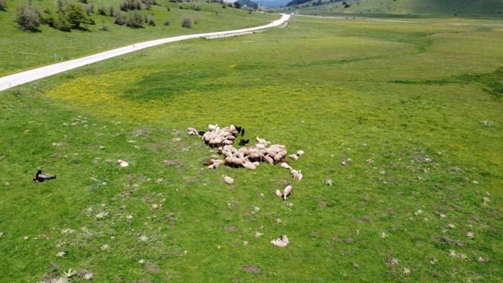 Sürünün peşinde 40 yıl geçirdi: Her gün kilometrelerce yol kat ediyor