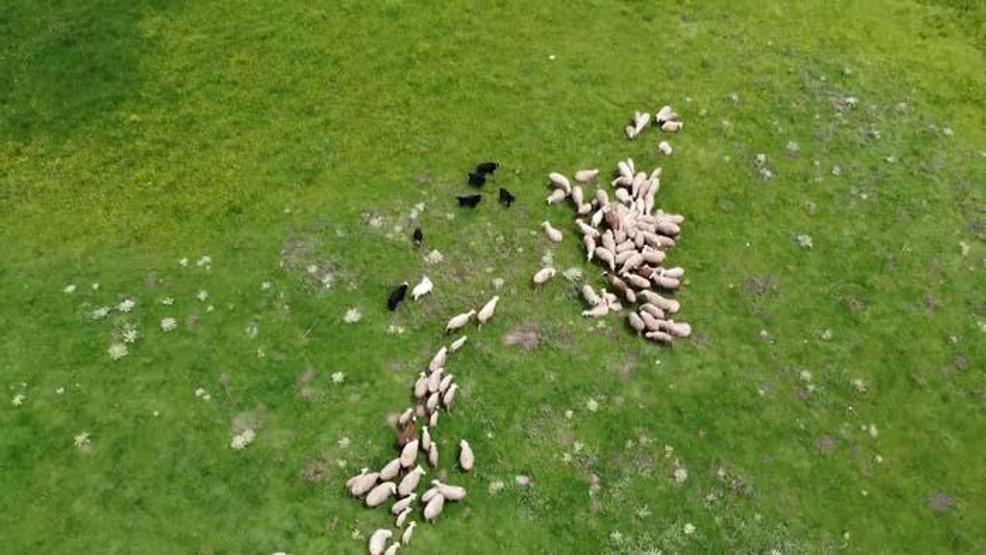Sürünün peşinde 40 yıl geçirdi: Her gün kilometrelerce yol kat ediyor