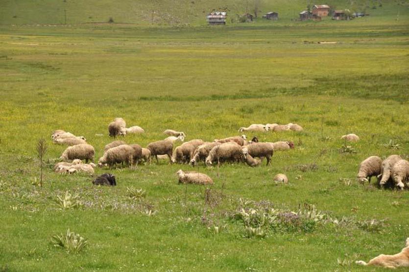 Sürünün peşinde 40 yıl geçirdi: Her gün kilometrelerce yol kat ediyor