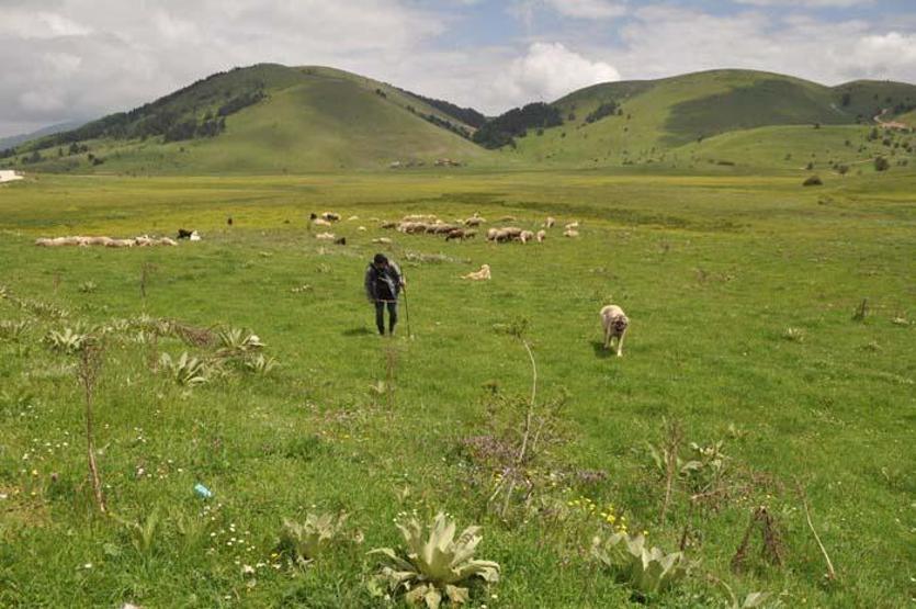Sürünün peşinde 40 yıl geçirdi: Her gün kilometrelerce yol kat ediyor