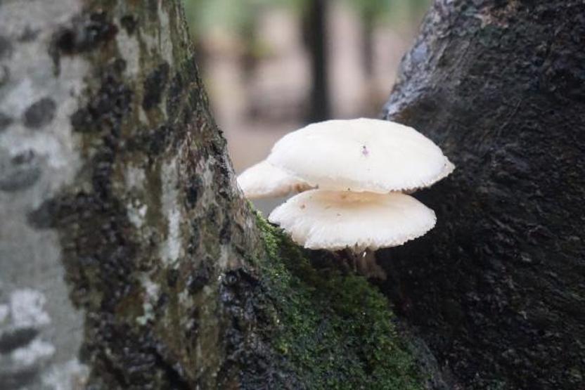 Gümüş kaşıkla ezmek, mantar zehrini öldürür inanışı yanlış İşte en tehlikeli mantarlar