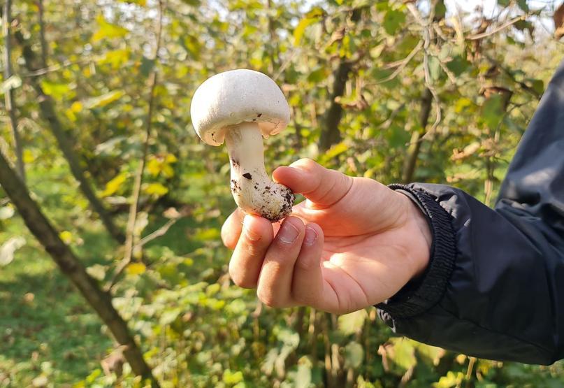 Gümüş kaşıkla ezmek, mantar zehrini öldürür inanışı yanlış İşte en tehlikeli mantarlar