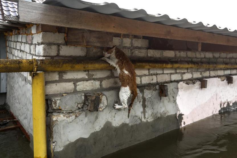 Hersondaki felaket hayvanları da etkiledi: Kurtarmak için zamana karşı yarış