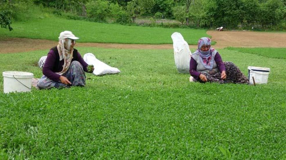 Madımak bu yıl sevenlerinin yüzünü güldürecek