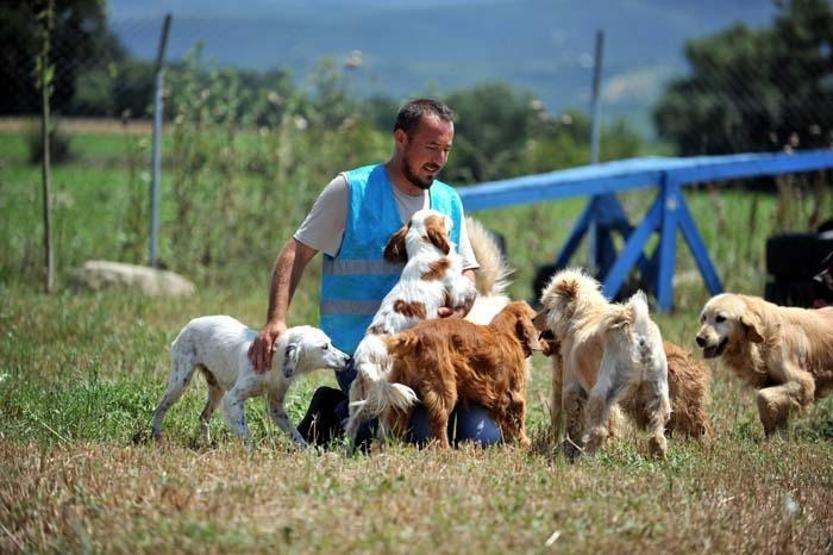 Terk edilen farklı cins 20 evcil köpeğe yuva aranıyor