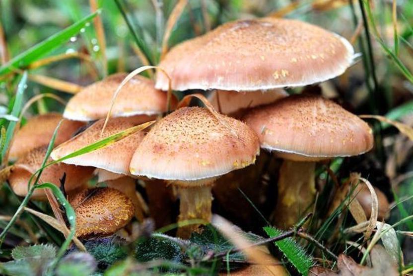 İşte Türkiyede en çok ölüme yol açan mantar Pişirince zehri gider diye düşünmeyin. Öldüren mantar 16 saat sonra belirti veriyor