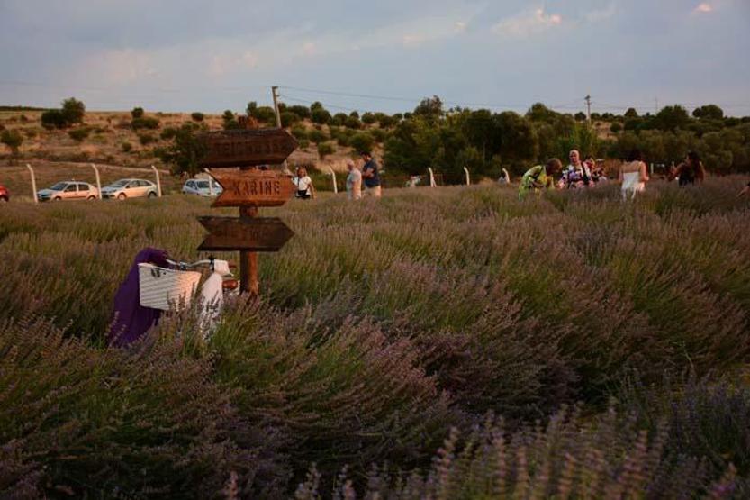 Didim’in mis kokulu Lavanta Festivali’ne sayılı günler kaldı