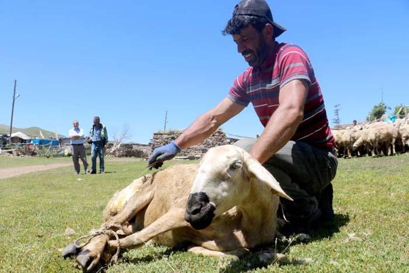 2 bin 220 rakımlı yaylada koyun kırkma mesaisi başladı