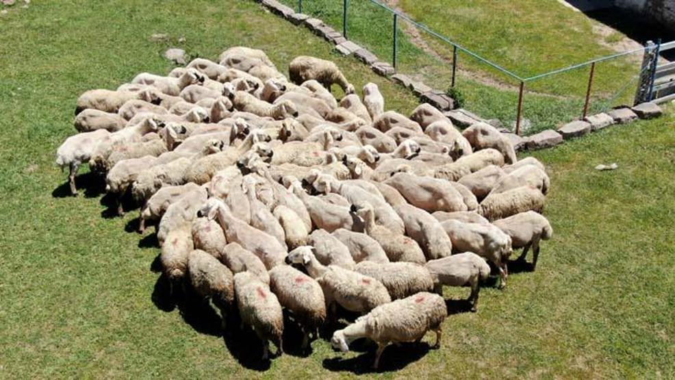 2 bin 220 rakımlı yaylada koyun kırkma mesaisi başladı