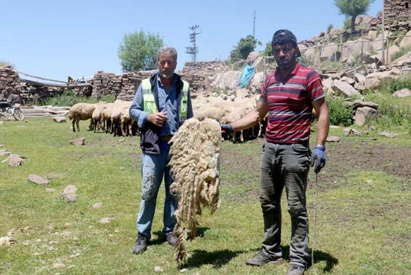 2 bin 220 rakımlı yaylada koyun kırkma mesaisi başladı