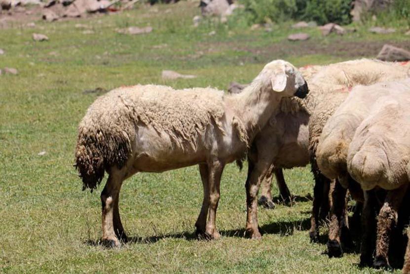 2 bin 220 rakımlı yaylada koyun kırkma mesaisi başladı