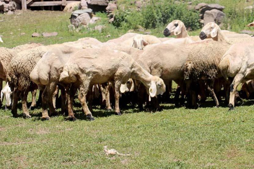 2 bin 220 rakımlı yaylada koyun kırkma mesaisi başladı