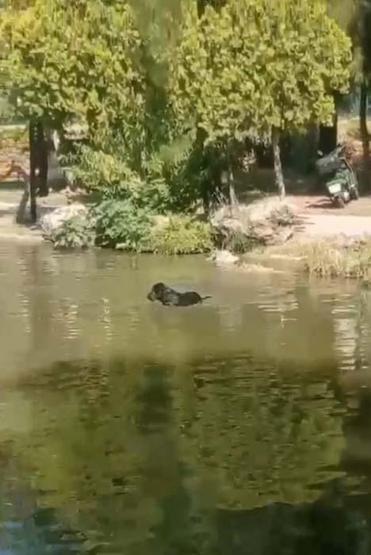 El Nino sıcakları hayvanları da etkiledi