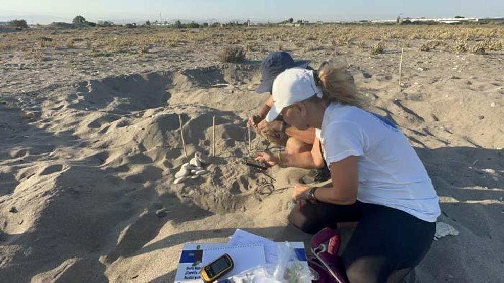 Yavru kaplumbağalar denizle buluşmaya başladı