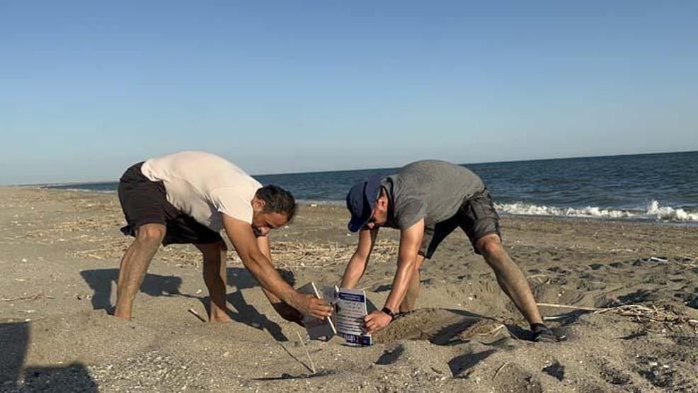 Yavru kaplumbağalar denizle buluşmaya başladı