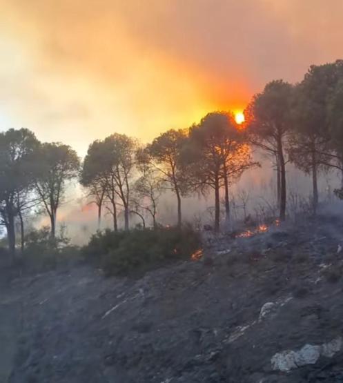 20 günde 295 orman yangını: 3 bin 160 hektar alan zarar gördü