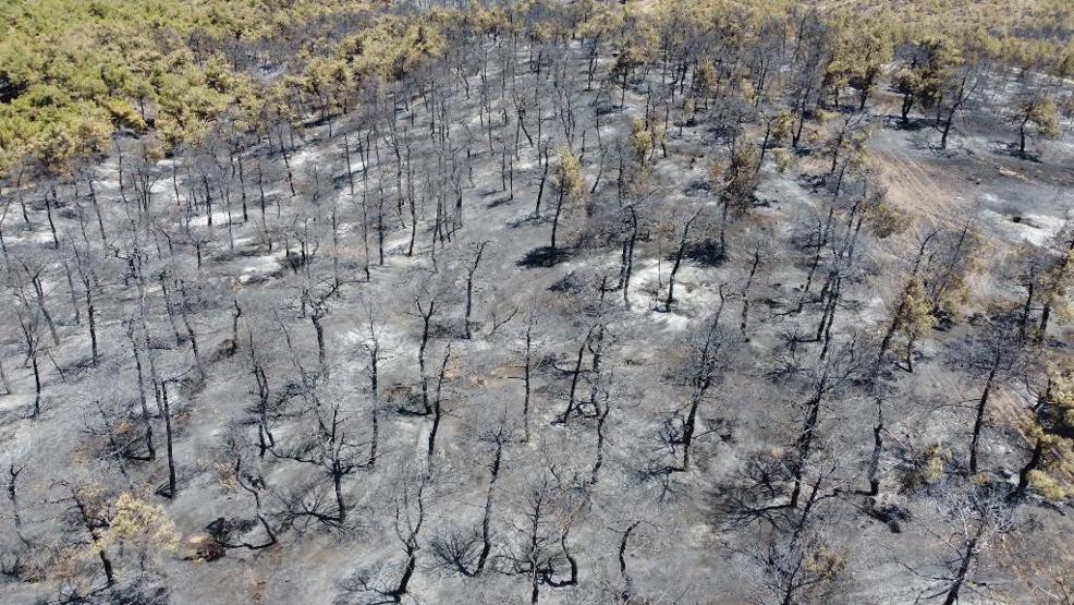 20 günde 295 orman yangını: 3 bin 160 hektar alan zarar gördü