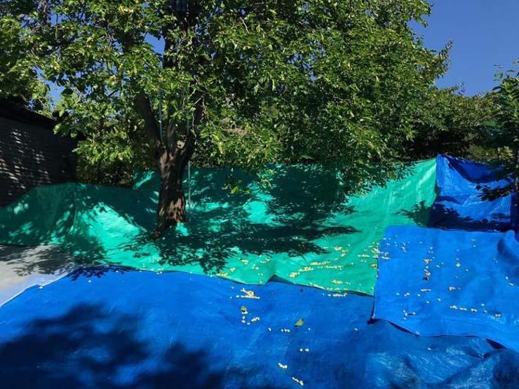Bin rakımlı köyde dut pekmezi geleneksel yöntemlerle hazırlanıyor