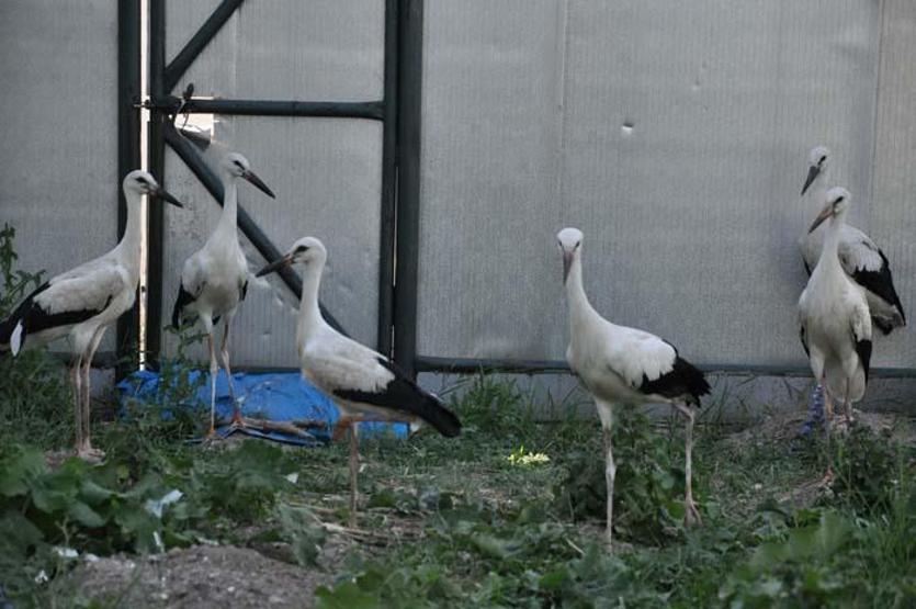 Yaban hayvanları Kars’ta şifa buluyor