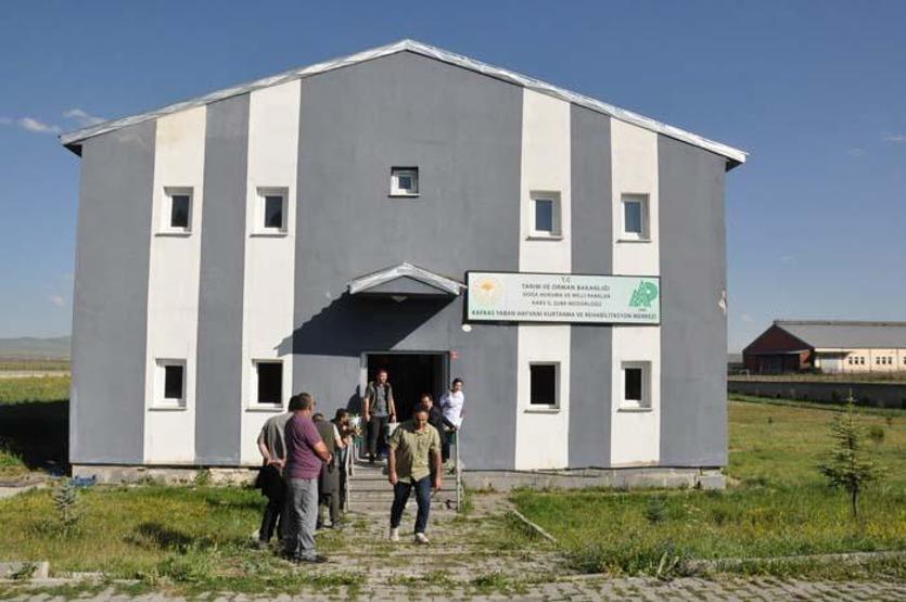 Yaban hayvanları Kars’ta şifa buluyor