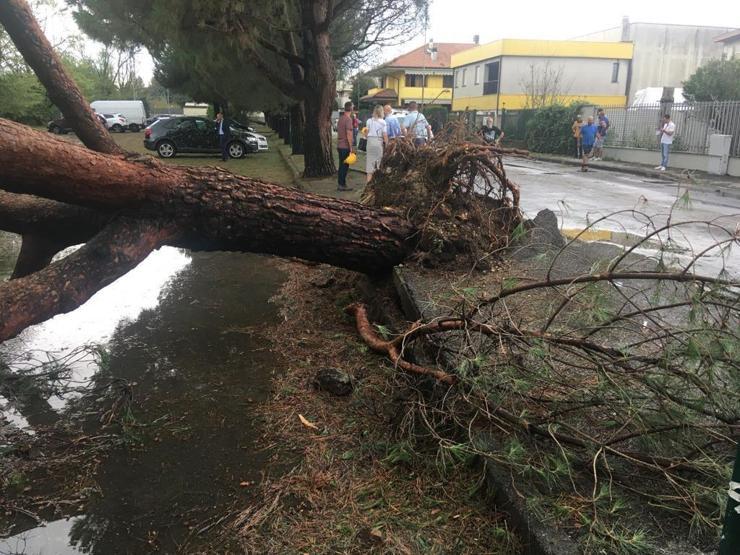 Akdeniz’i kasıp kavuran orman yangınları: Cezayir’de 34, Yunanistan’da 3 can kaybı
