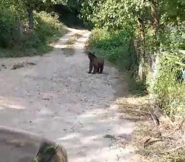 Bahçesine ayı giren köylülerin güldüren diyaloğu: Koca oğlan hadi evine