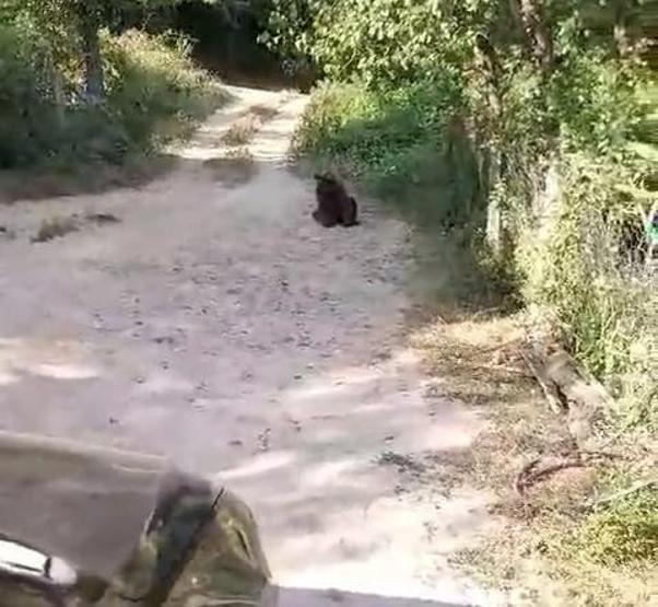 Bahçesine ayı giren köylülerin güldüren diyaloğu: Koca oğlan hadi evine