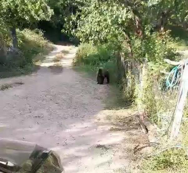 Bahçesine ayı giren köylülerin güldüren diyaloğu: Koca oğlan hadi evine