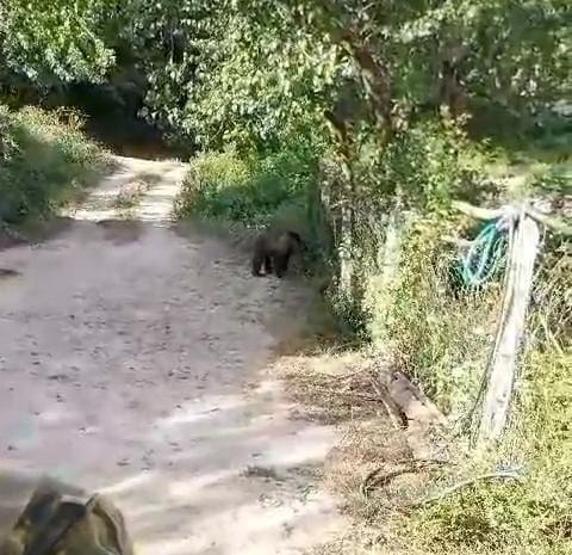 Bahçesine ayı giren köylülerin güldüren diyaloğu: Koca oğlan hadi evine