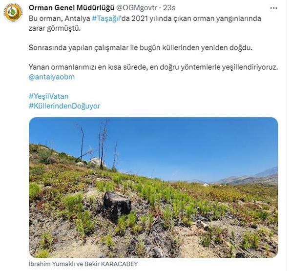 Marmariste yanan ormanlar 1 yılda yeşile döndü