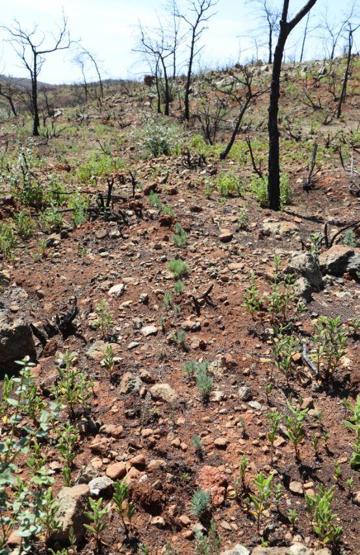Marmariste yanan ormanlar 1 yılda yeşile döndü