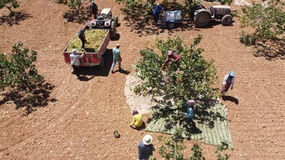 Yeşil altında hasat zamanı
