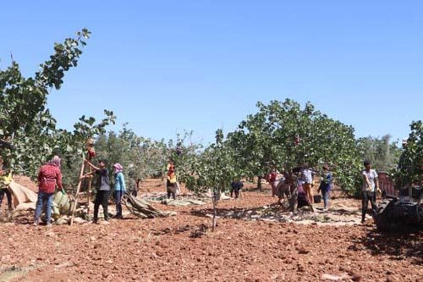 Yeşil altında hasat zamanı