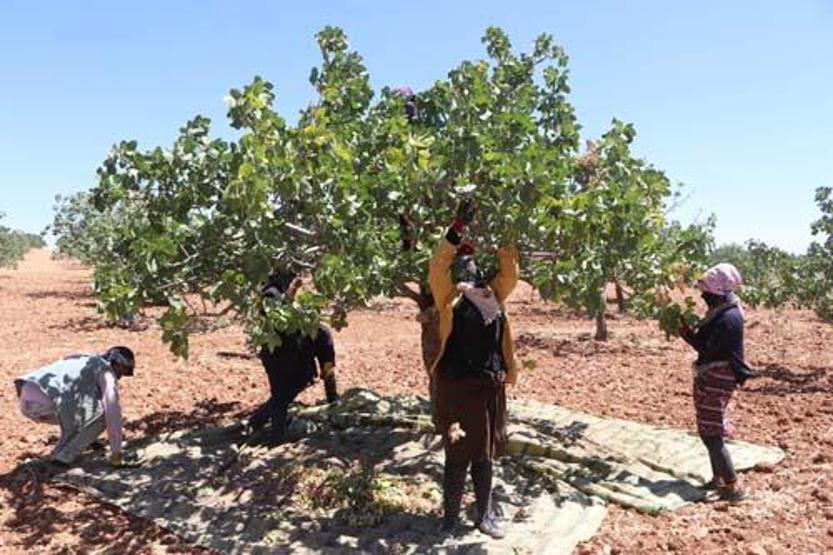 Yeşil altında hasat zamanı
