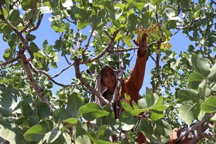 Yeşil altında hasat zamanı