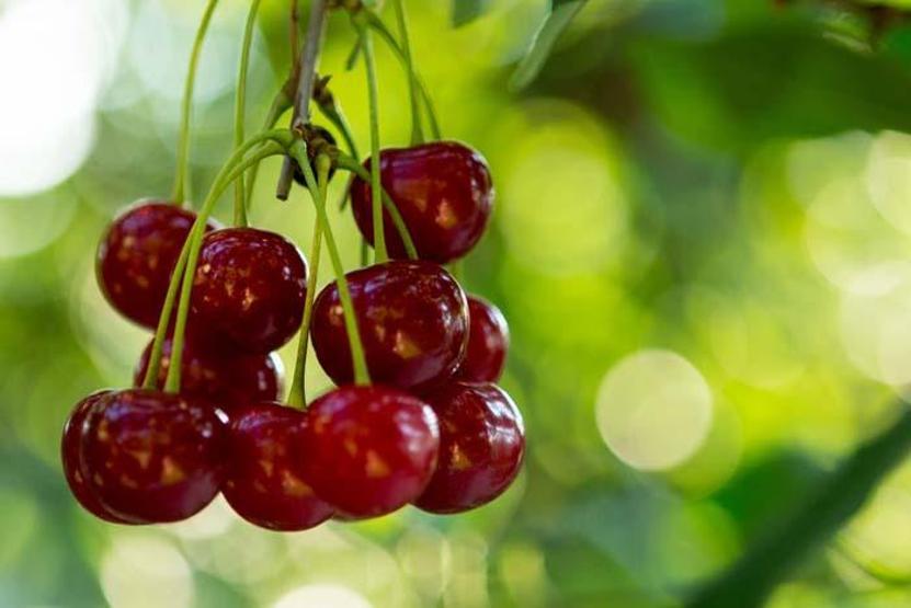Eklem iltihabını azaltıyor, kalbi koruyor Kansere karşı da etkili