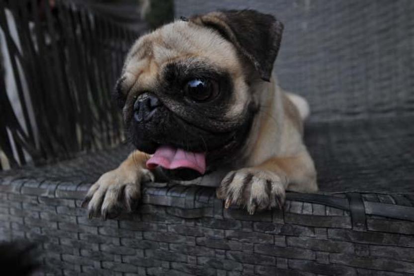 Merdiven altı üretilip sokağa terk edilen cins köpekler, yeni yuvalarını bekliyor