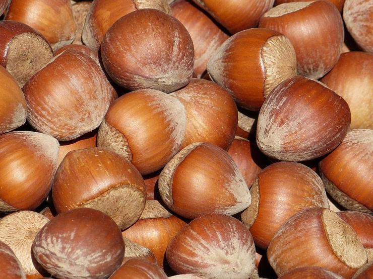 Sindirimi düzenliyor, kilo kontrolüne katkı sağlıyor B ve E vitamini deposu fındığın faydaları saymakla bitmiyor