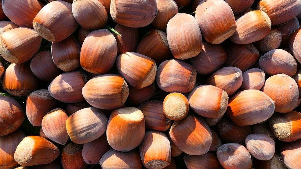 Sindirimi düzenliyor, kilo kontrolüne katkı sağlıyor B ve E vitamini deposu fındığın faydaları saymakla bitmiyor