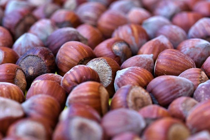 Sindirimi düzenliyor, kilo kontrolüne katkı sağlıyor B ve E vitamini deposu fındığın faydaları saymakla bitmiyor