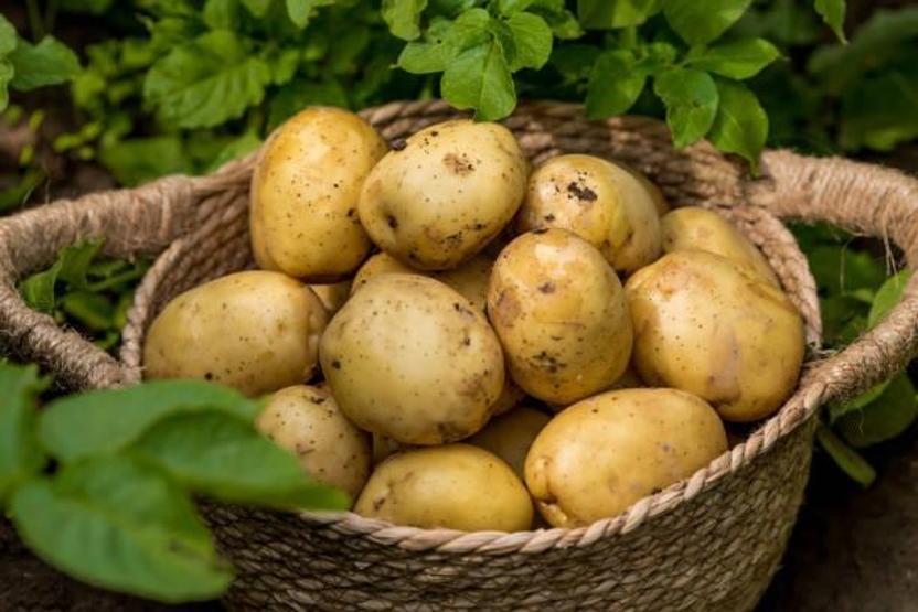 Patates böyleyse ağzınıza bile sürmeyin Sindirim sistemini mahvediyor
